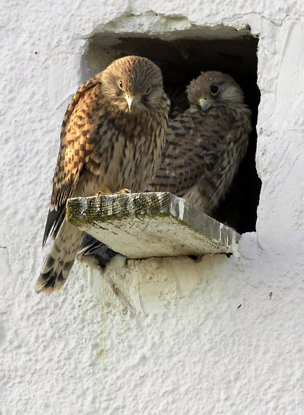 junge Turmfalken in der Morgensonne